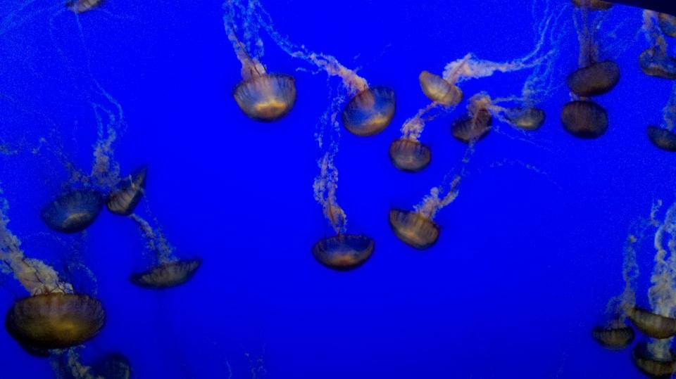 Quallen im Monterey Aquarium