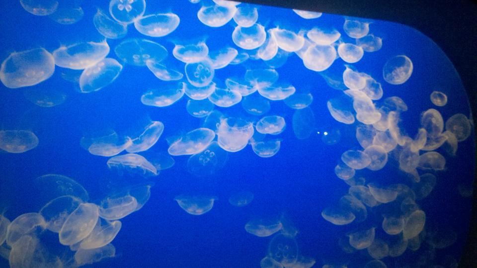 Quallen im Monterey Aquarium